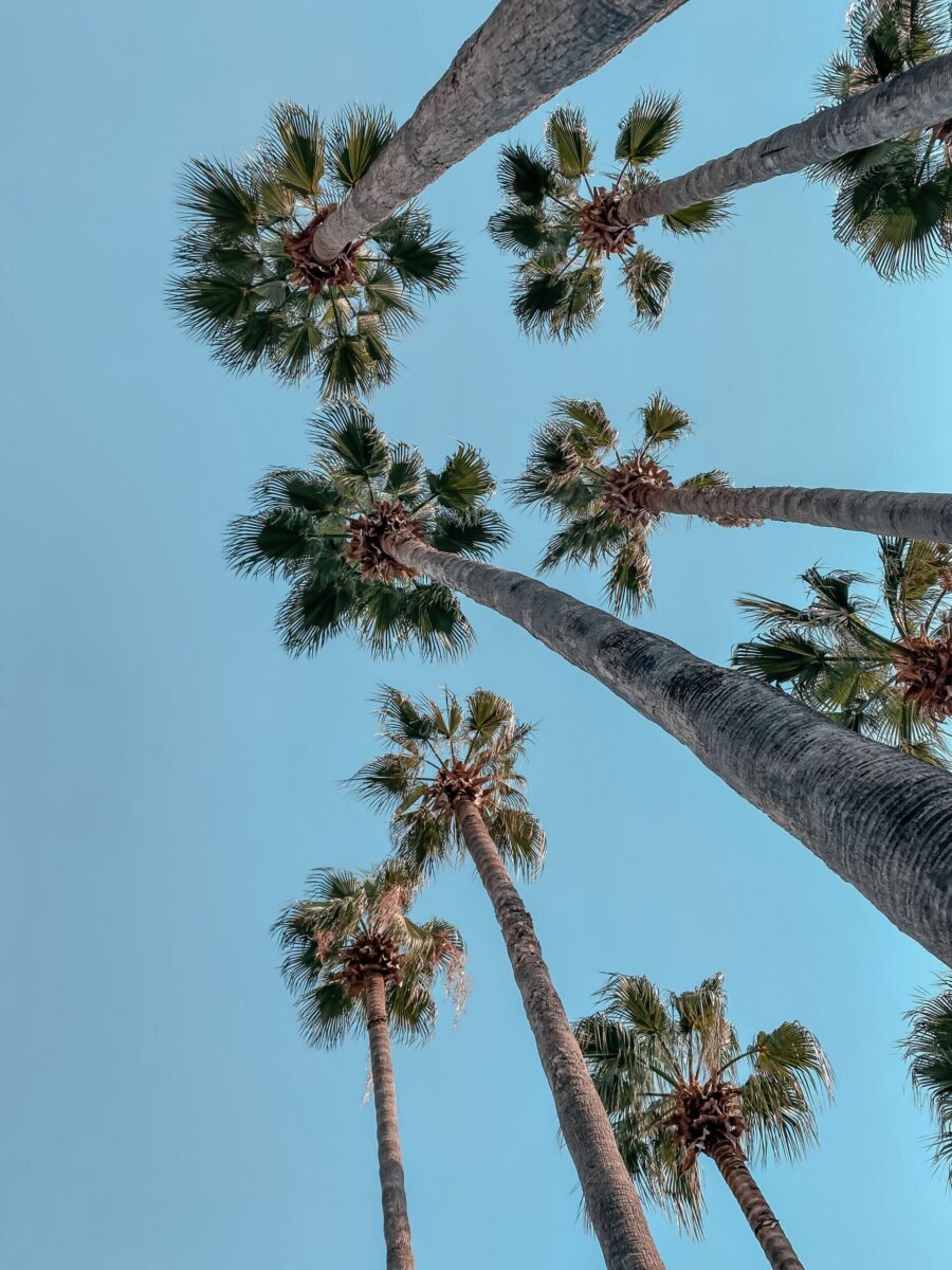 Low angle view of tall palm trees under a bright blue sky, capturing a quintessential Californian scene.