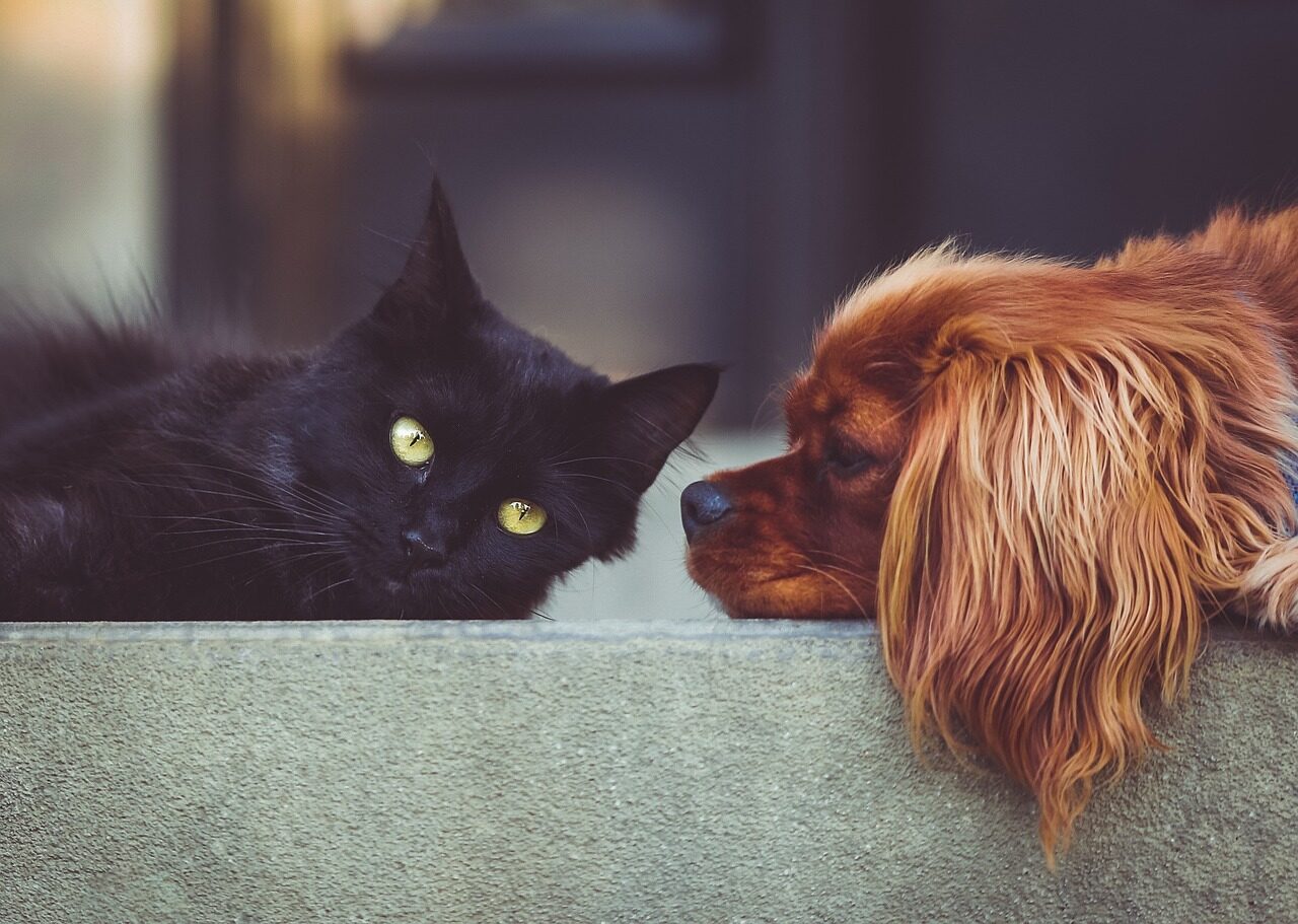 dog, cat, pets, mammals, animals, friends, friendship, brown dog, black cat, domestic, domestic animals, nature, animal, pet, portrait, friendship day