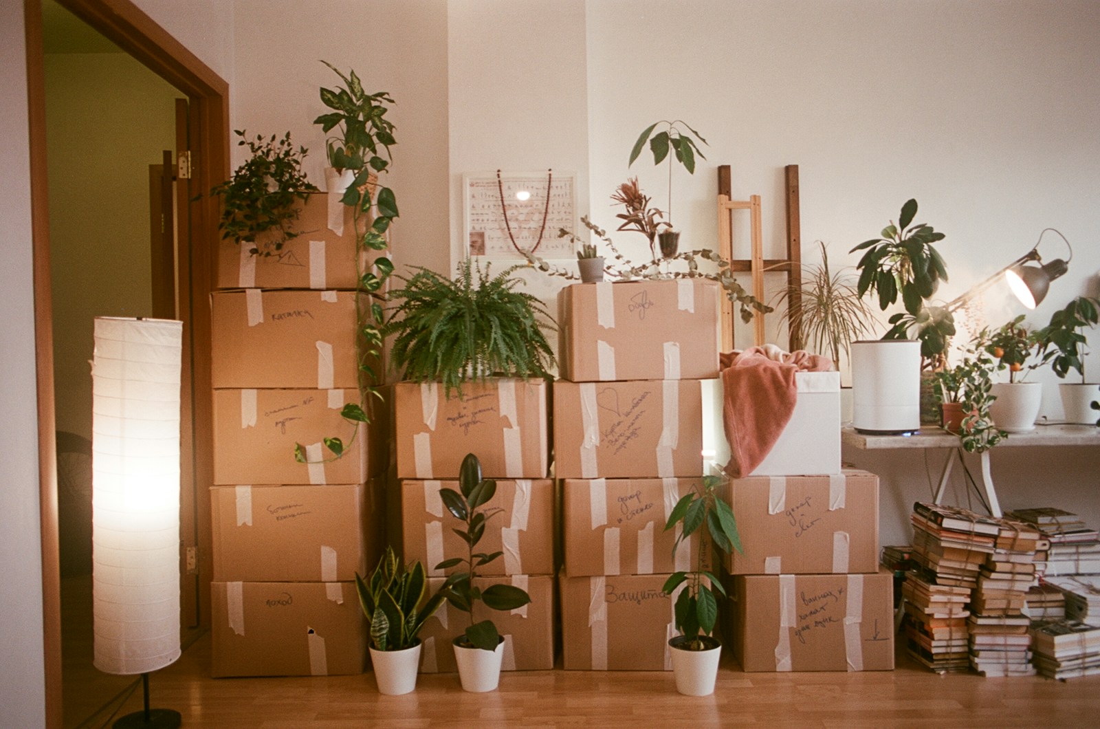 A room filled with lots of boxes and plants